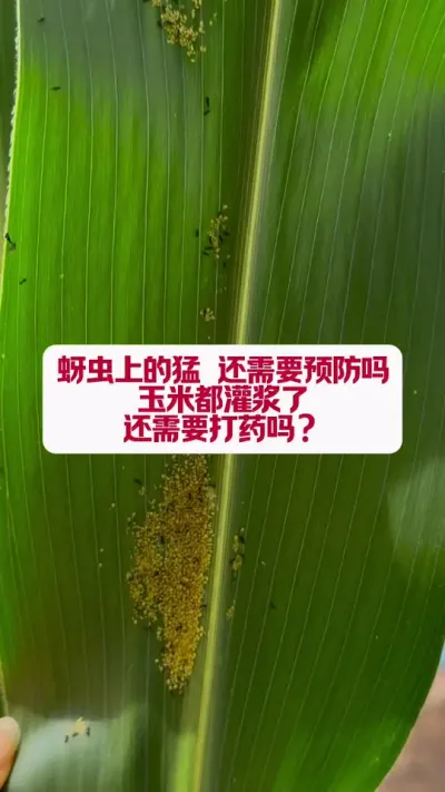 ������Σ��������������Ҫ�������� #ݪֲС���� #ũҵݪֲ���� #ũҵ֪ʶ