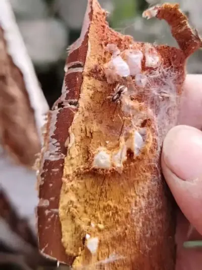 ҵĹ#ũ #ũ #ũ#԰ #