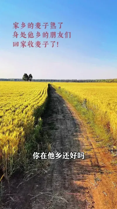 麦子熟了！#麦子熟了 #收麦子了都回老家了吗