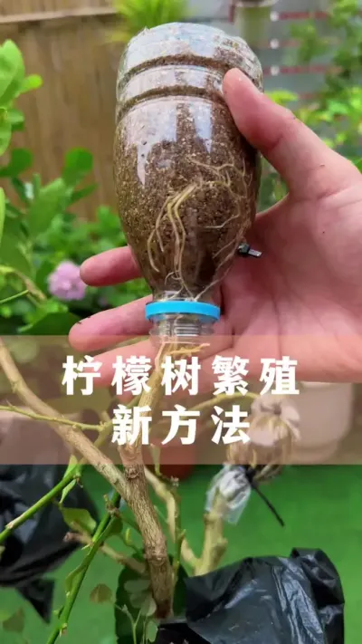 ������������Ҫ��#������ #������ֲ #����С֪ʶ #������������