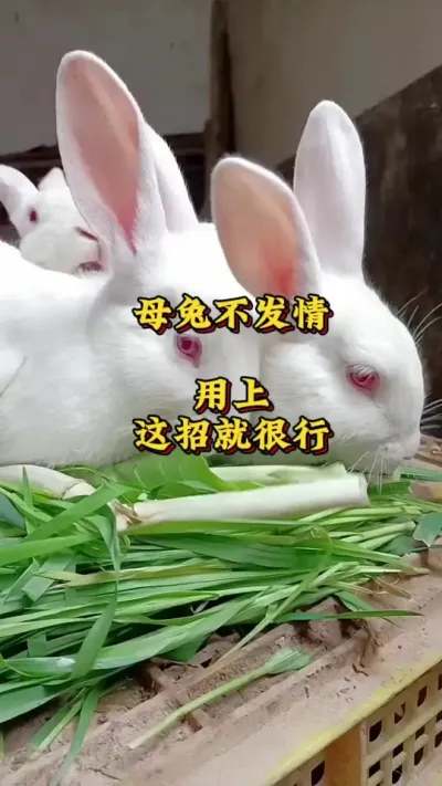 ĸòоͺ # # #ֳ #շ