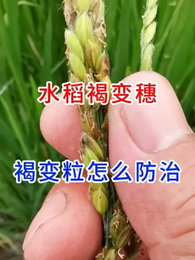 ˮ���ֱ��롢�ֱ�����ô���� #����ũҵݪֲС֪ʶ   #����ũҵ֪ʶ��ũ������   #��������Ҷ���   #ũҵ֪ʶ����