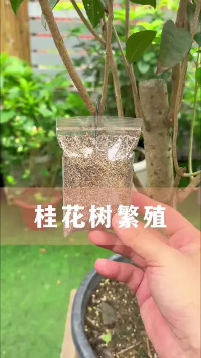 ��������Ҫ��#�� #������ֲ #����С֪ʶ #������������