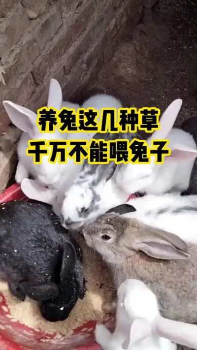 养兔这几种草，千万不能喂兔子#抖音三农#养殖#养兔