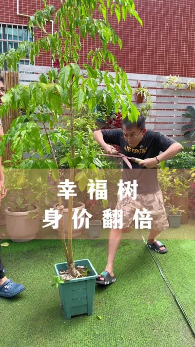 Ҹһ֦۷#Ҹ #ֲ #С֪ʶ