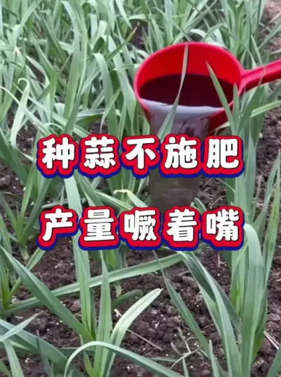 ⲻʩ죡 #ݪֲ #ʩ #߲ #ݪֲ #ũҵݪֲ