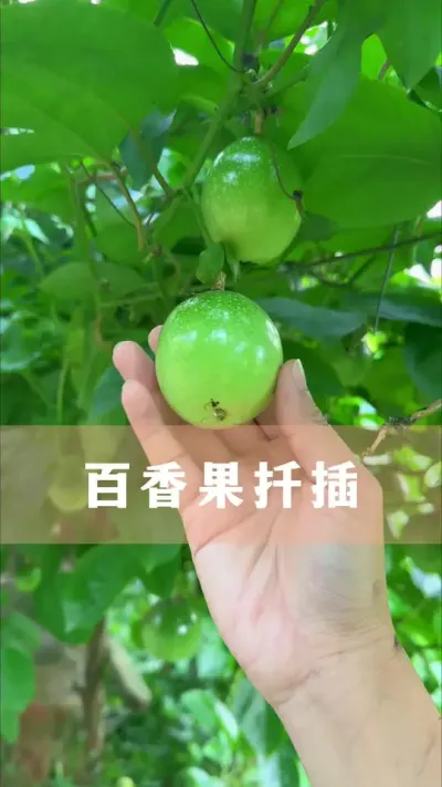 ǤҪ#ֲ #С֪ʶ #İ #