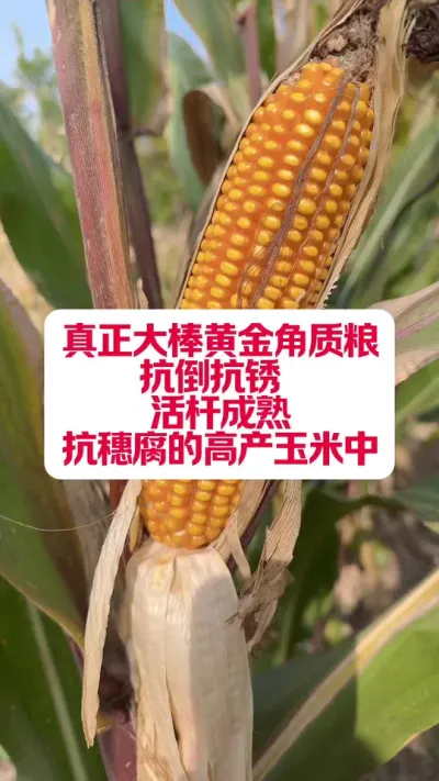 ƽˮ߿û븯Ǻ1953ֵ #ũ #ũҵݪֲ #ũҵƹ