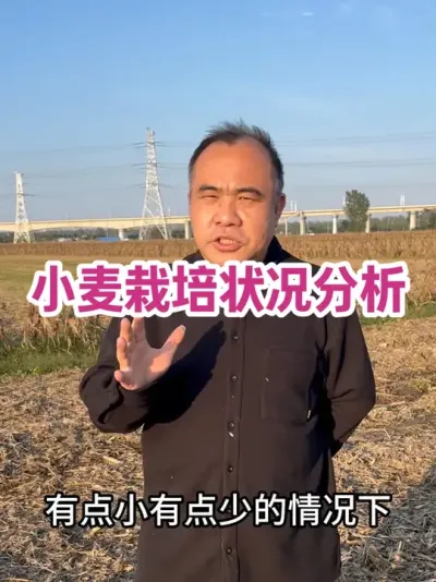 Сݪֲ״̬ ǰһ׷ʼҲһƬ#ũҵݪֲ