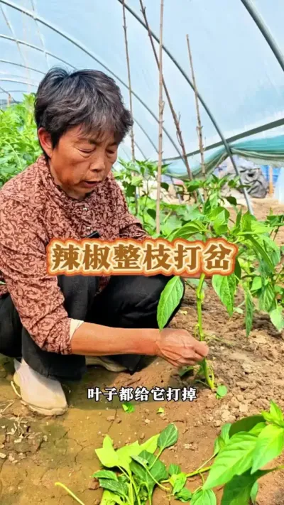 辣椒整枝打岔小技巧，你的辣椒管理了吗#三农 #辣椒 #辣椒种植 #蔬菜杨大姐 #辣椒管理 @DOU+小助手 @DOU+上热门 @抖音创作小助手