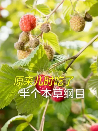 ѹСʱǶԿôǿԭǳ˰ݸĿ #ҩ #ݸĿ #ͯԹҰ