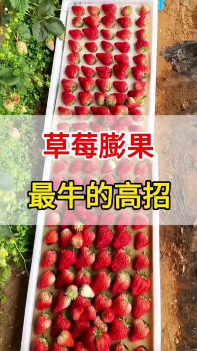 ݮֻһƿ##ũ#ݮ