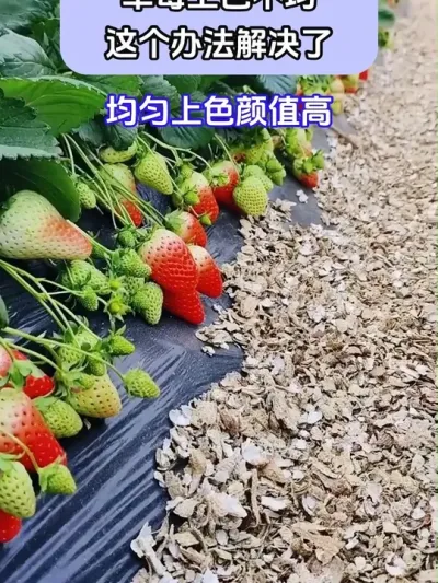 ݮɫ @ش—Թ @ش-ˮܷԴͷ @ش-Դͷ #ݪֲС #ݮݪֲ #ũҵݪֲ #ũ֧ũ #ش