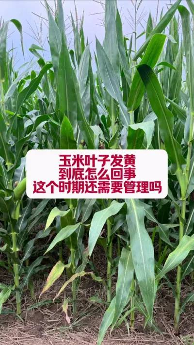 ҶӷƾôҪ #ũ #ũ #ũ