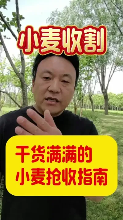 干货满满的小麦抢收指南。#小麦收割 #小麦管理