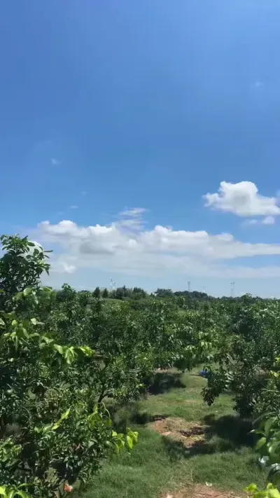 #ũ #ũ #ũݪֲ #ʲժ #ݪֲ