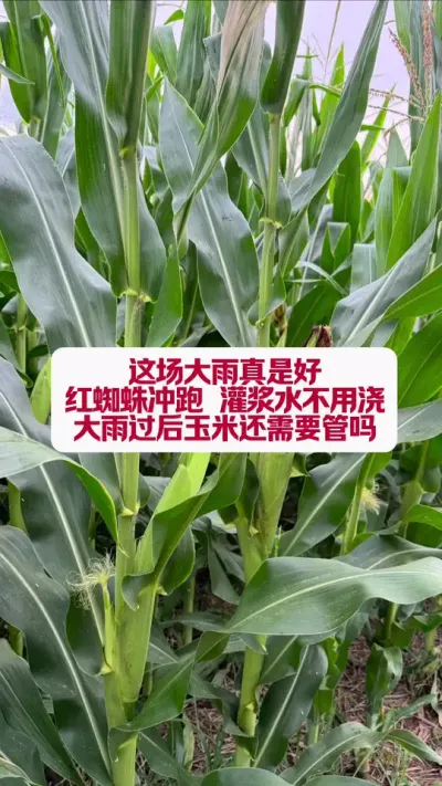 ºҪ߲ #ũҵݪֲ #ݪֲС #ũ #ũҵݪֲ #ũҵ֪ʶ