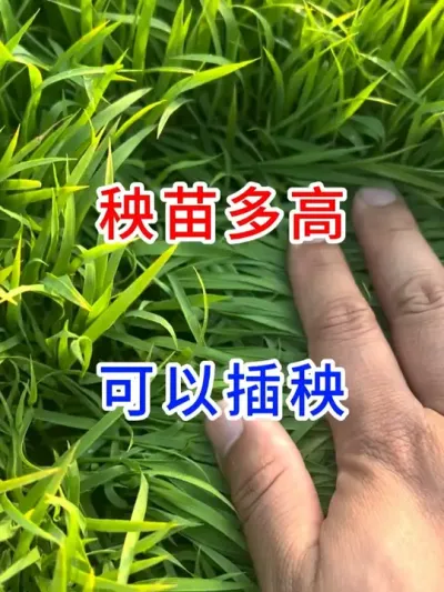秧苗多高，可以插秧 #三农 #农业种植 #服务三农支持三农 #种植小技巧 #农业