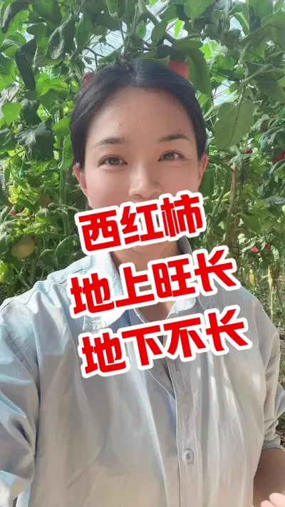 #西红柿种植 #记录我的种植生活 #大棚西红柿  点个关注 互相学习吧@抖音小助手