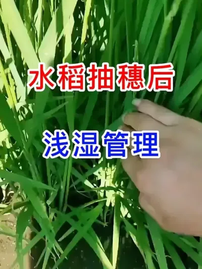 ˮǳʪ #ˮݪֲ #ũ #ղӲԭ #ũҵݪֲ #ͷһ