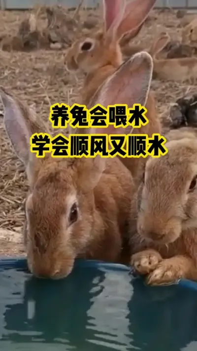 养兔会喂水，顺学会顺风又顺水#抖音三农#养殖#养兔