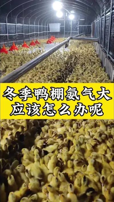 ѼﰱӦô#ѧѼ#Ѽ#ѼС #Ѽշ