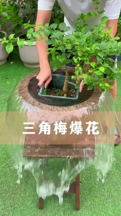 ÷ôŻ#÷ #ֲ #С֪ʶ