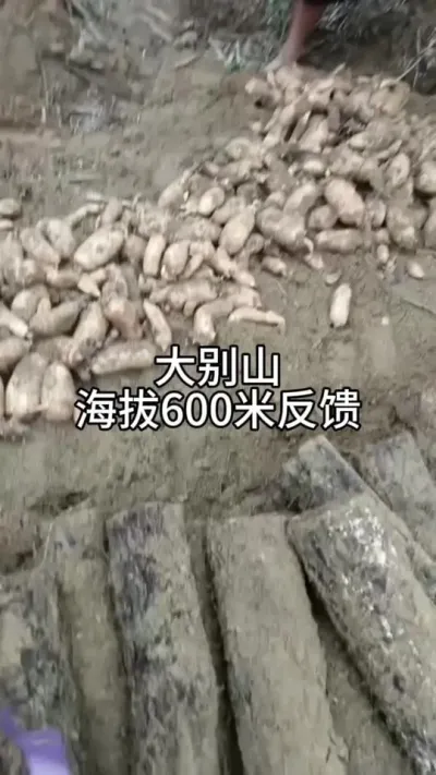 ɽ600ݪֲ ##ݪֲ #ũ崴ҵ #ۻ@С