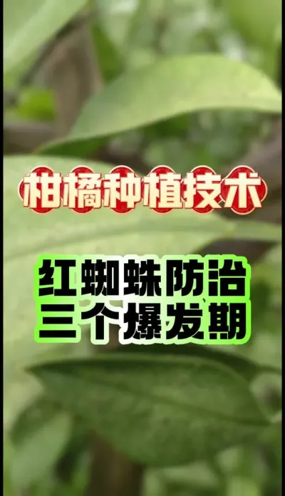 #dou上热门 防治红蜘蛛控制三个关键爆发期 #柑橘种植 #红蜘蛛 #虫害防治 #砂糖橘