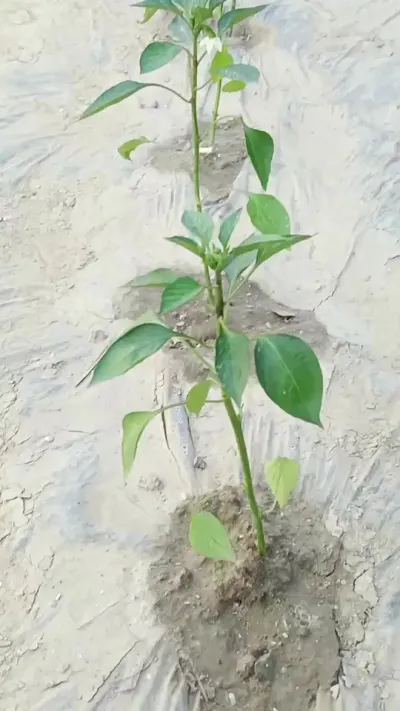 #ũҵݪֲ #ũҵ #ݪֲ #ũ