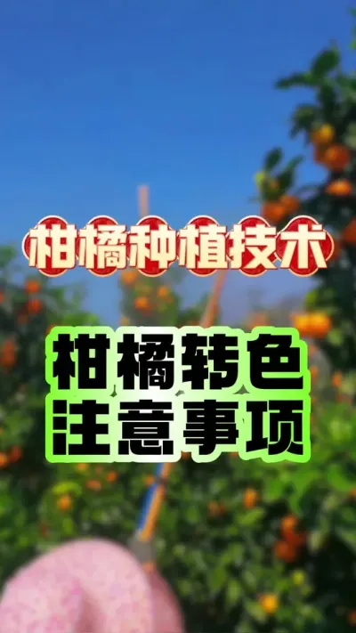 ٽתɫע#ݪֲ #תɫ #ٹ #ݪֲ