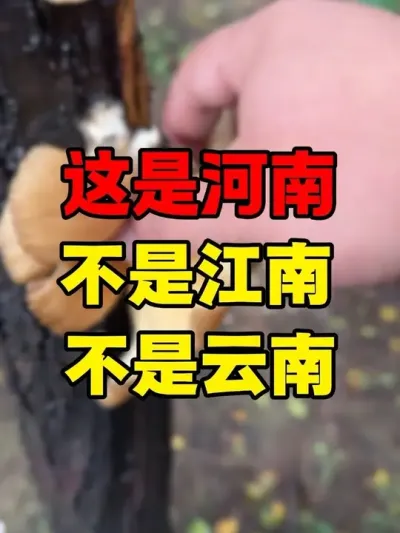 Ǻǽ #Ͻ#ɽζ #ĢȻô