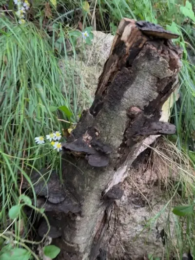 һɽϦ #ԭʼɭ ##Ұֲ#