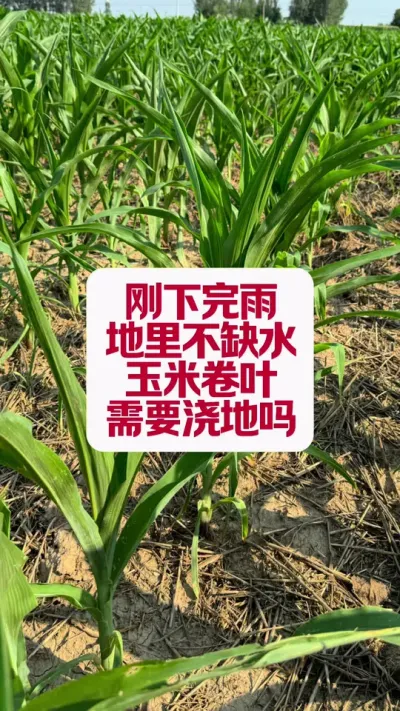 ���׾�Ҷ��ô��������Ҫ���������� #����ũҵ֪ʶ��ũ���������� #����ũҵ֪ʶ����ũ���������� #��ũ֪ʶ #�׽���³��ũ�˵���ֱ������