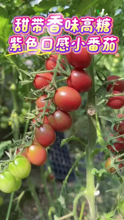 ֵڸкζɫڸСѡV63#ũҵݪֲ #ũ #ڸ #ǿƼ #ũ