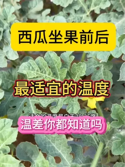 #抖音助力三农 #抖音三农热点 #农业种植技术