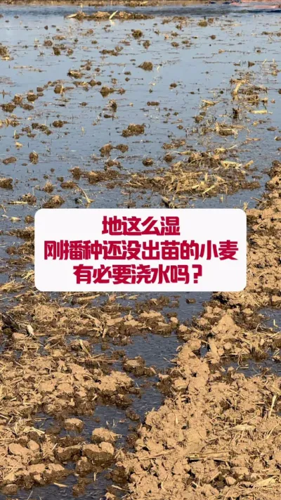 ôʪղֵСܽˮ #ݪֲС #ũũ #ũҵ֪ʶũ