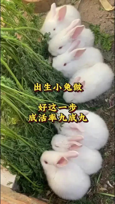 出生小兔做好这一步，成活率九成九 #兔子 #肉兔养殖 #养兔人 #养兔技术分享