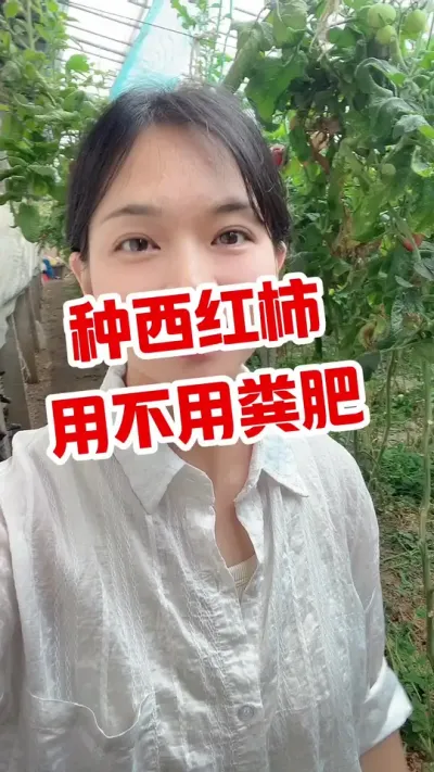 #西红柿种植 #大棚西红柿 #记录我的种植生活 点个关注 互相学习吧 @抖音小助手
