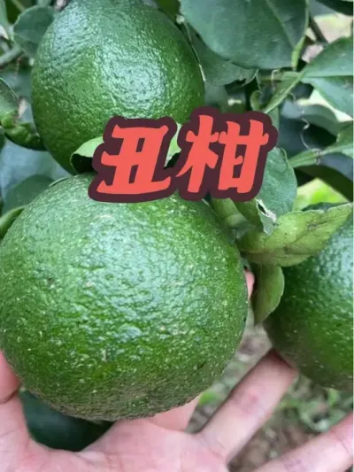 # #ݪֲ #ũ #ũ #ũũ