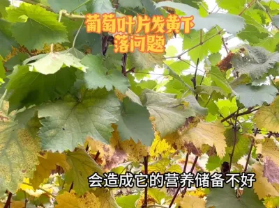 ҶƬܷӦʲô# #ݪֲ # # #ũҵݪֲ