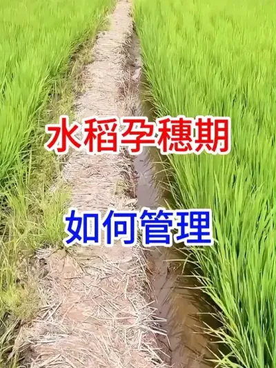 ˮ #ũҵݪֲС֪ʶ   #ũҵ֪ʶ   #ũҵ֪ʶ   #ũҵݪֲС֪ʶ