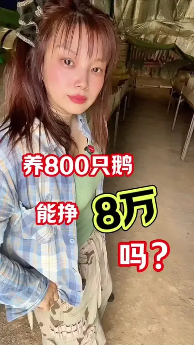 养800只鹅能挣多少钱#养鹅人 #农村创业养殖 #养鹅