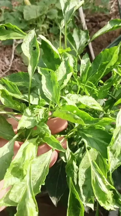 #��ũ #ũҵݪֲ���� #����ݪֲ����