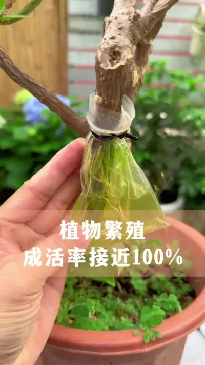 繁殖植物成活率接近百分百的方法#花卉绿植 #养花小知识 #爱生活爱养花