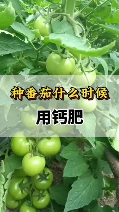 ַʲôʱ÷#ũҵݪֲ #ݪֲ #ݪֲ