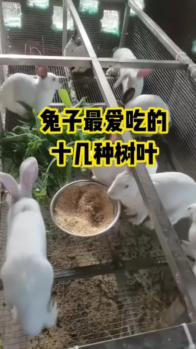 ������Ե���ʮ������Ҷ#������ũ#��ֳ#����