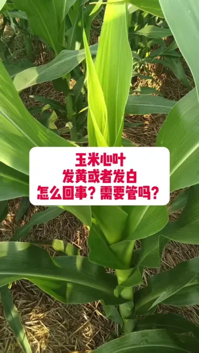 ������Ҷ���ƻ��߷�������ô������ #ũҵݪֲ #���׸߲�ݪֲ���� #ݪֲС����