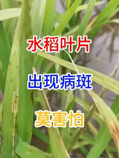 ˮ��ҶƬ���𲡰�Īη�� ˮ��ҶƬ���𲡰�Īη�� #����ũҵݪֲС֪ʶ  #����ũҵ֪ʶ����������  #ũҵ֪ʶ����  #��������ũҵݪֲС֪ʶ