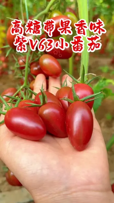 高糖甜带香味的紫色口感小番茄～紫V63！#强烈推荐 #农业 #西红柿种植 #番茄 #小番茄